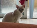 Kitty Aka Angelina - Siamese + Domestic Short Hair Cat
