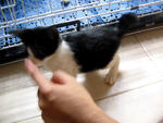 Okki - Domestic Short Hair Cat