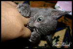 Blue Blink - Russian Blue + Domestic Short Hair Cat