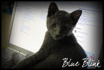 Blue Blink - Russian Blue + Domestic Short Hair Cat