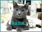 Blue Blink - Russian Blue + Domestic Short Hair Cat