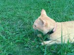 Ginger Baby  - Domestic Short Hair Cat