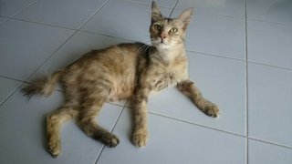 Kak Ros  - Domestic Short Hair Cat