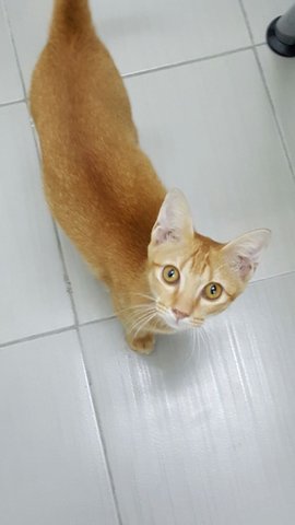 Tsukasa - Domestic Short Hair Cat