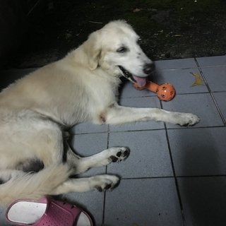 Golden - Golden Retriever Dog