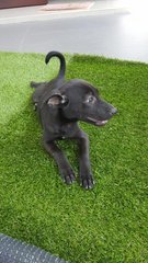 Puppy(Blacky And Browny) - Mixed Breed Dog