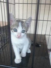 One of the cutest kitten I seen :)