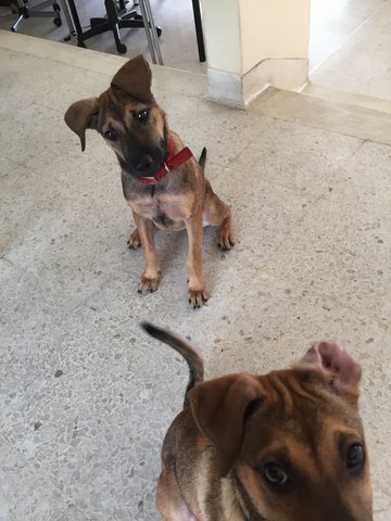Gigi & Imbi - Mixed Breed Dog