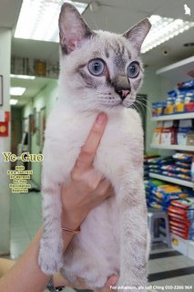 (Adopted) Ching - Ye-guo - Siamese + Domestic Short Hair Cat