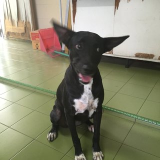 Bopeep - Mixed Breed Dog