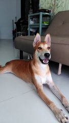 Guyguy - Mixed Breed Dog