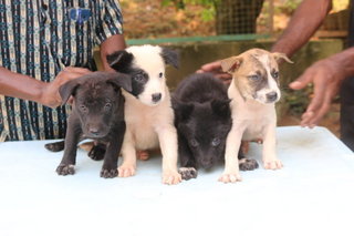 Bundle Of Joy - Mixed Breed Dog