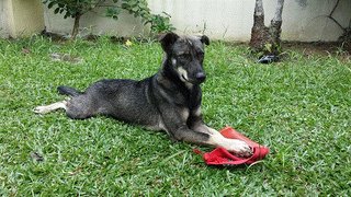 Lucky - Mixed Breed Dog