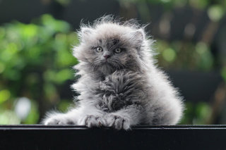 Ouro - Persian Cat