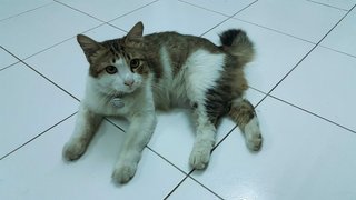 Miyu - Maine Coon + Oriental Short Hair Cat