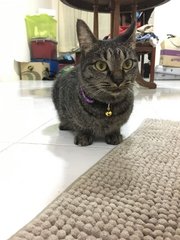 Nala - Tabby Cat