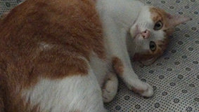 2more - Siamese Cat