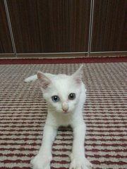 Koji - Domestic Medium Hair Cat