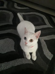Koji - Domestic Medium Hair Cat