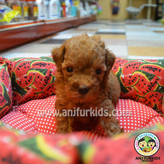 Toy Poosfdsfdle Puppies  - Poodle Dog