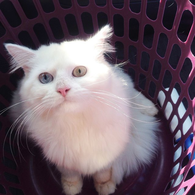 Trueno Bianco - Persian Cat