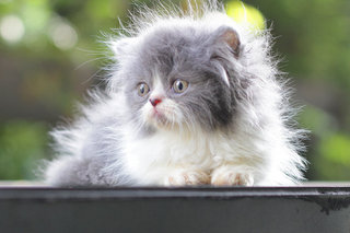 Cody - Persian Cat