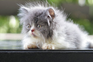 Cody - Persian Cat