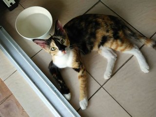 Techik - Domestic Short Hair + Calico Cat