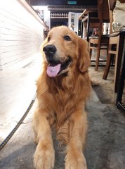 Arthur - Golden Retriever Dog