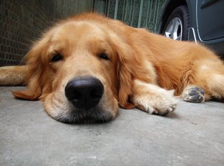 Arthur - Golden Retriever Dog