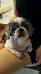 Ying Ying - Shih Tzu Dog