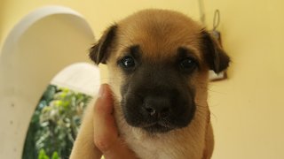 10 Pups - Mixed Breed Dog