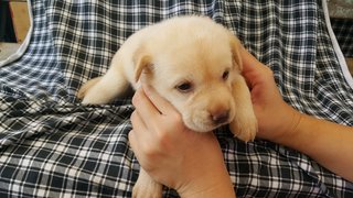 10 Pups - Mixed Breed Dog