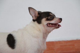 Blue - Chihuahua Dog