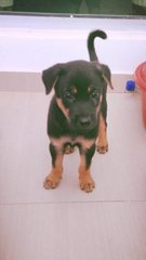 Rocky Or Can Change Name - Mixed Breed Dog