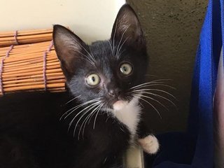 Ole-ole &amp; Fifa - Tuxedo + Domestic Short Hair Cat