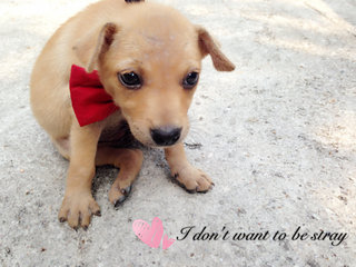 Puppies - Mixed Breed Dog