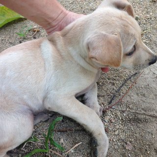 Dot - Mixed Breed Dog