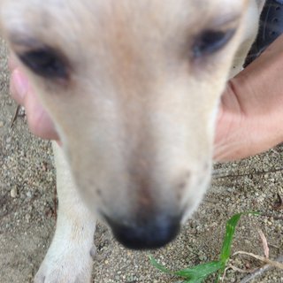 Dot - Mixed Breed Dog