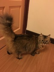 Baby  - Persian + Domestic Short Hair Cat
