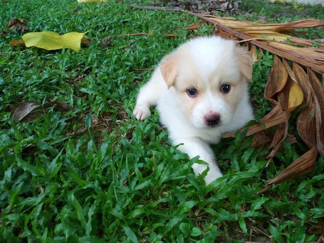 Joli - Spitz + Cairn Terrier Dog