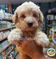 Adorable Toy Poodle Puppies1 - Poodle Dog