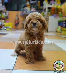 Adorable Toy Poodle Puppies1 - Poodle Dog