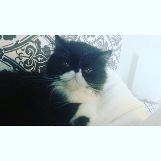 Ming - Persian Cat
