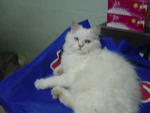 Chimoq - Persian Cat