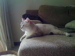 Dexter - Domestic Medium Hair Cat