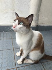 PF76033 - Domestic Short Hair Cat