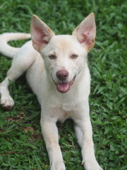 Red - Mixed Breed Dog