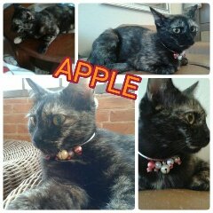 Apple - Domestic Short Hair Cat