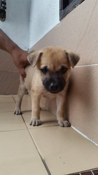Puppies In Klang For Adoption - Mixed Breed Dog